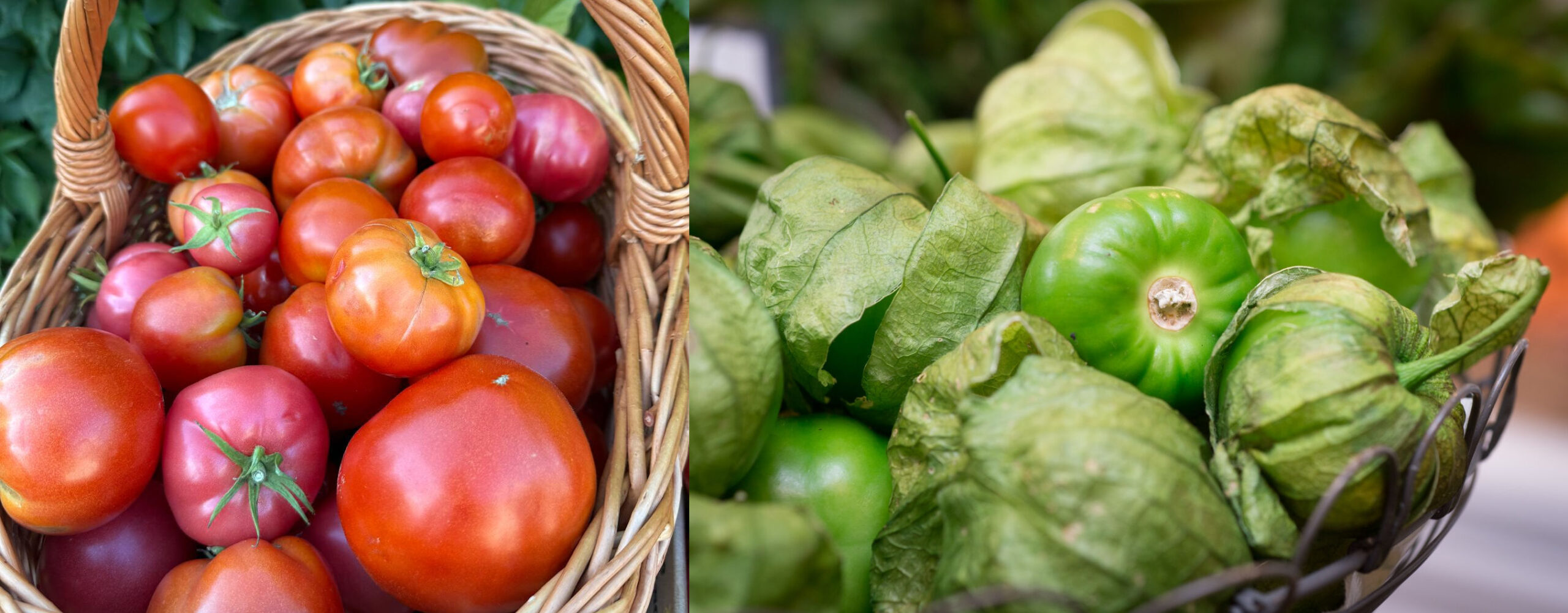 różnice między pomidorami czerwonymi i tomatillos pomidorami zielonymi